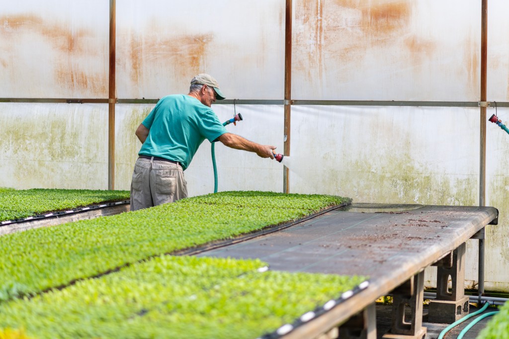 From seedling to&nbsp;garden